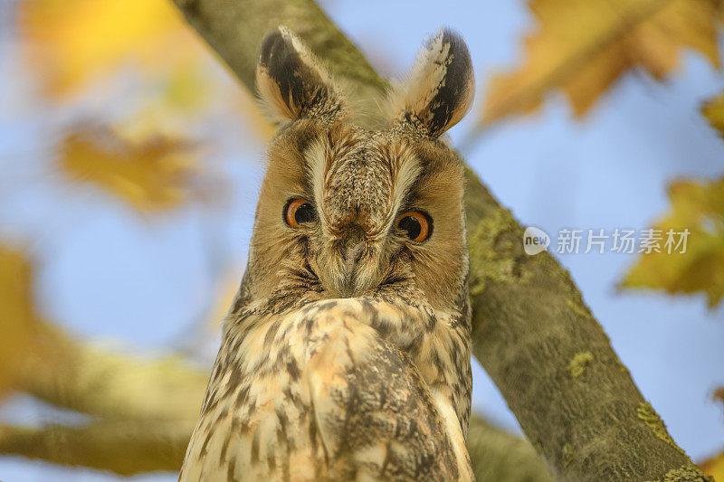 秋天的一天，长耳猫头鹰(Asio otus)高高地坐在有黄色叶子的树上。